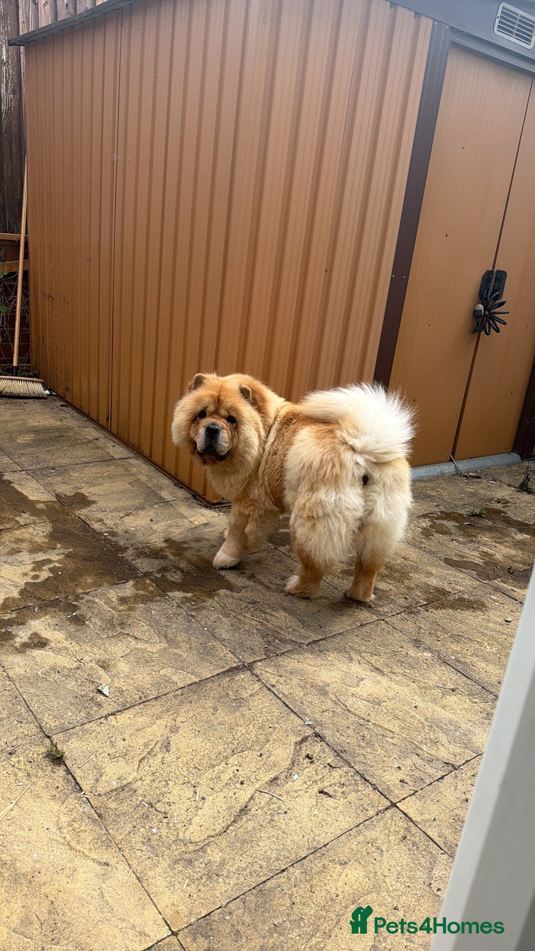 Chow Chow dogs Beautiful chow chow  - Advert 1