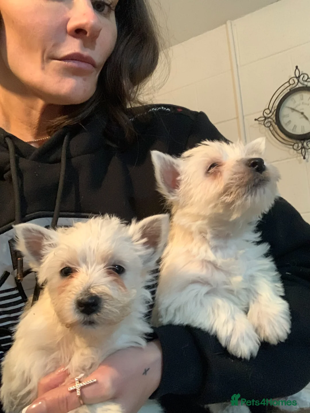 West Highland Terrier dogs for sale: Kc Westies pup - Advert 2