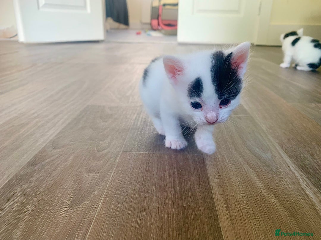 Mixed Breed cats for sale: Harlequin Mixed Breed Kittens  - Image 2