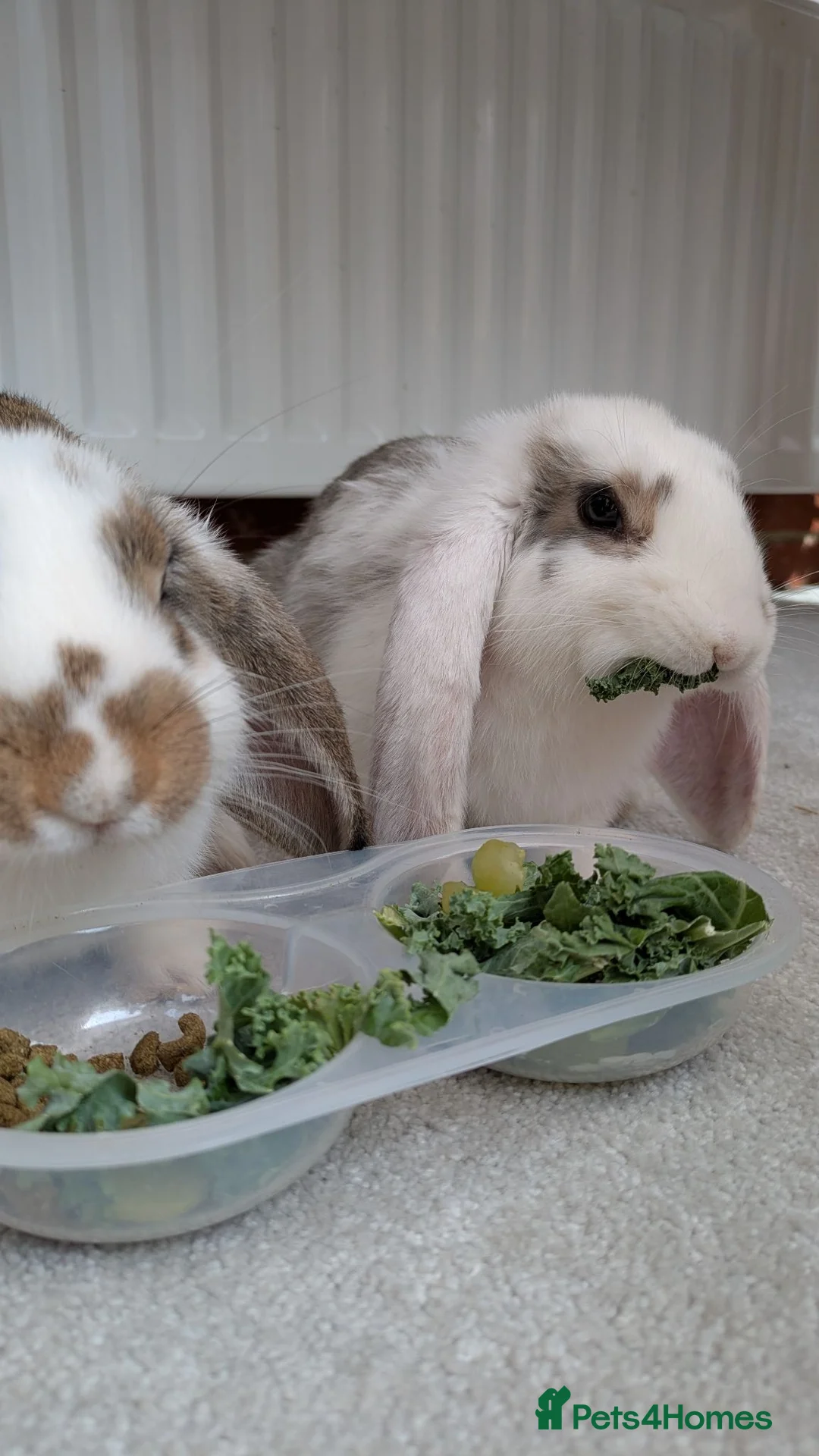 Mini Lop rabbits for sale: 2 Adorable mini lop baby bunnys in Trowbridge - Advert 2