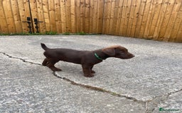 Patterdale Terrier dogs for sale: ⭐️PATTERDALE TERRIER PUPPIES  - Image 10