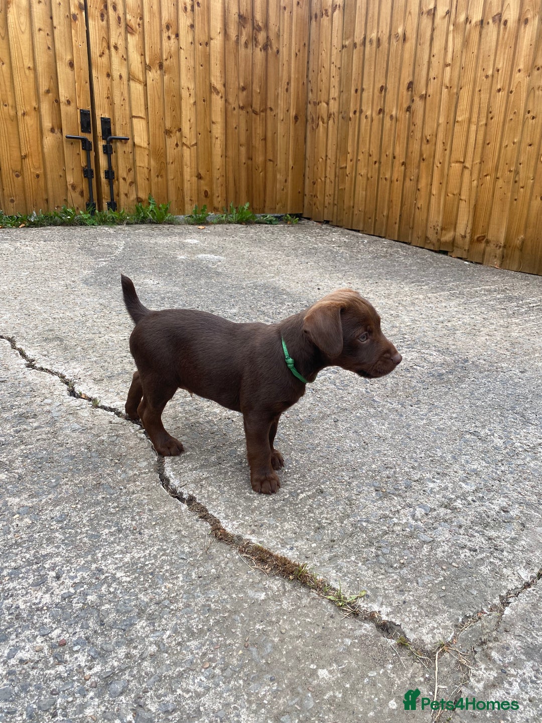 Patterdale Terrier dogs for sale: ⭐️PATTERDALE TERRIER PUPPIES  - Image 10