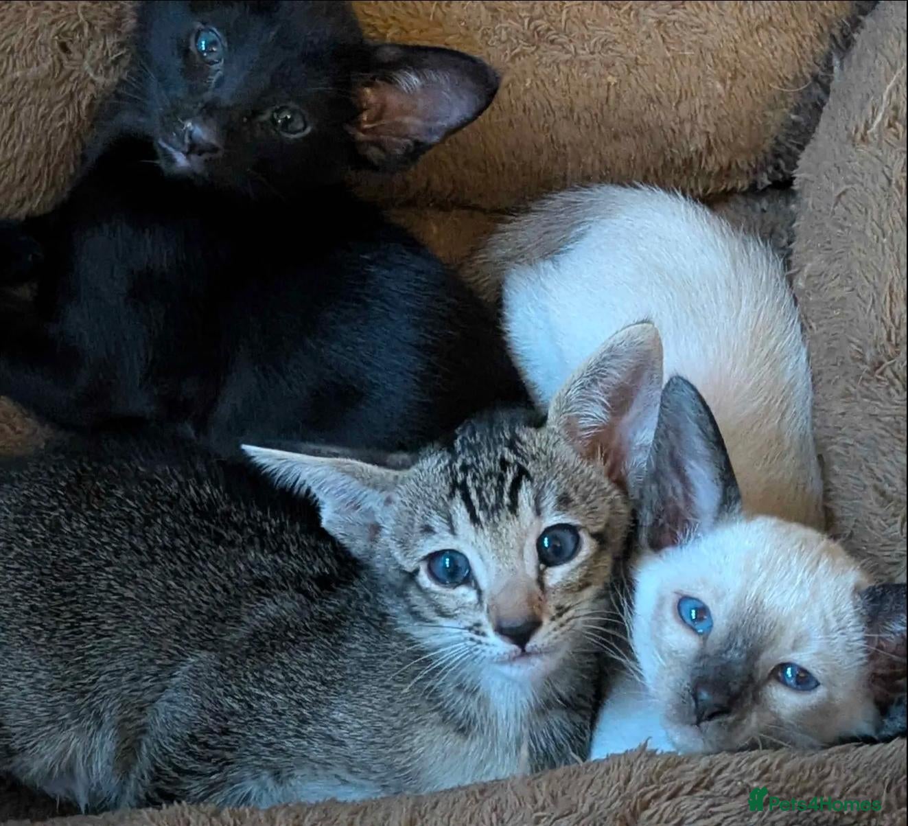 Oriental cats GCCF Registered kittens - Advert 7