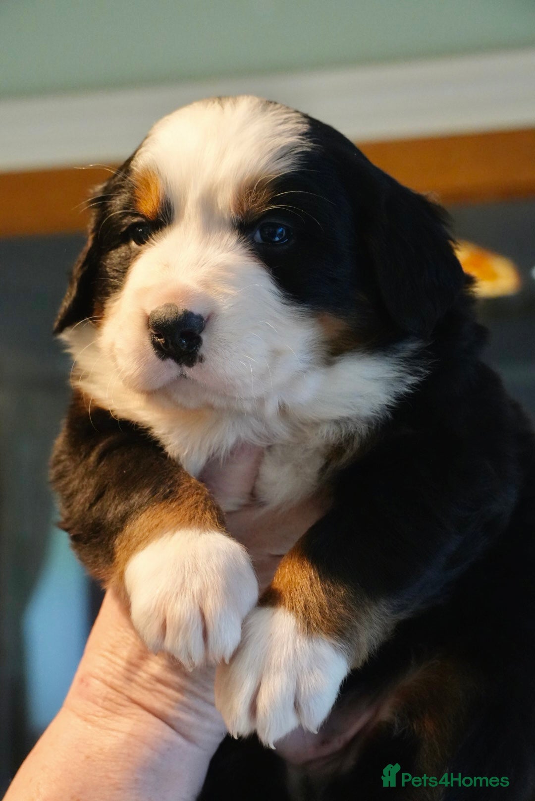 Bernese Mountain Dog dogs for sale: Quality Bernese Mountain Dog Puppies  - Advert 5