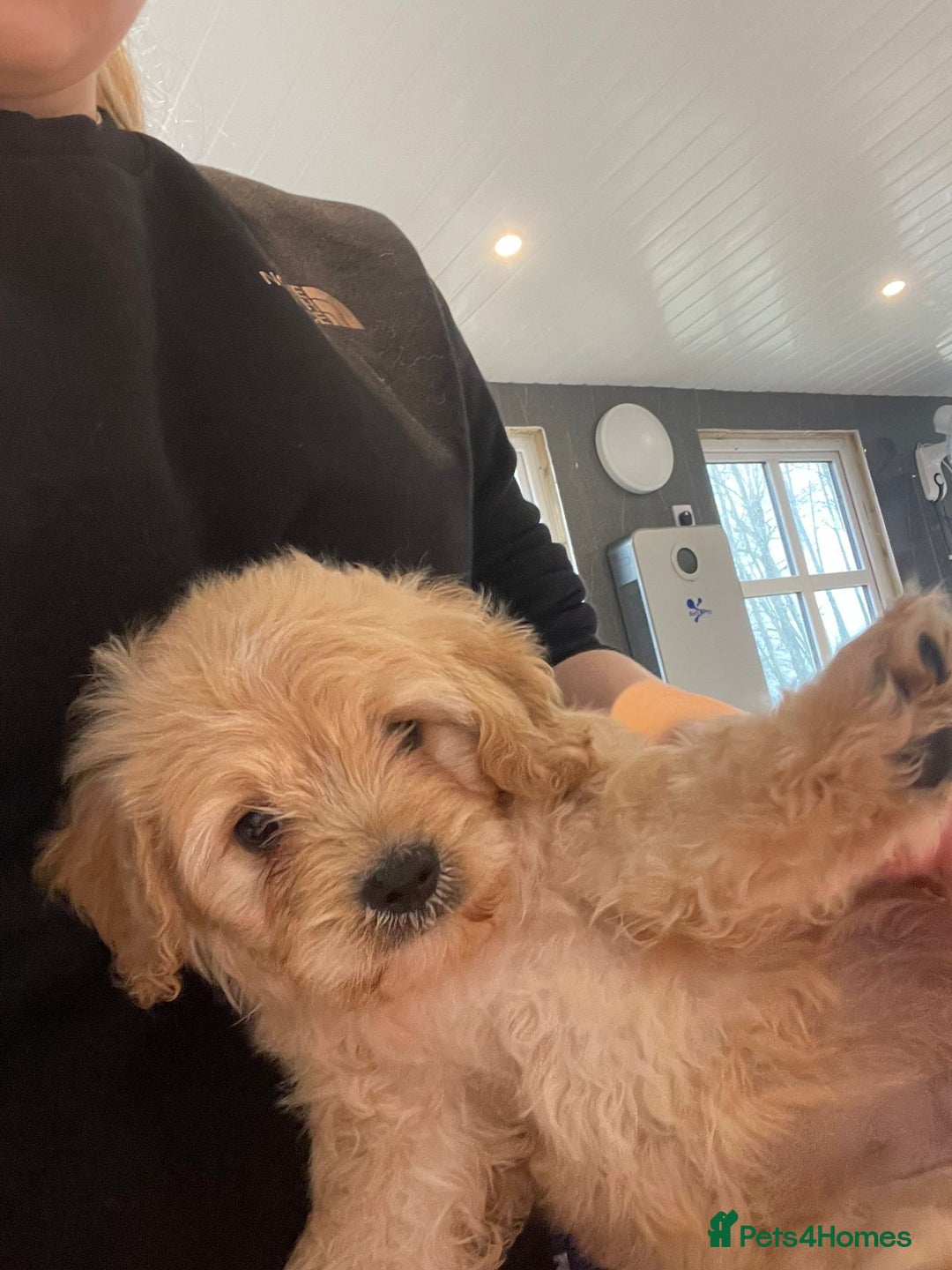 Cavapoo dogs for sale: Beautiful cavapoo puppies - Advert 8