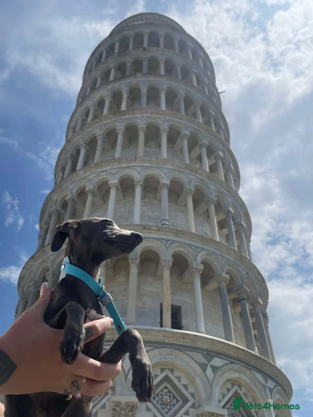 Italian Greyhound dogs for sale: Italian grey hounds  - Advert 2