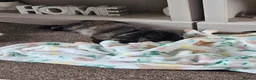 Mixed Breed rabbits for sale: Bonded pair of Rabbits in Nottingham - Advert 6