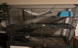 Chinchilla rodents for sale: Cute Chinchilla Male with cage - Image 2