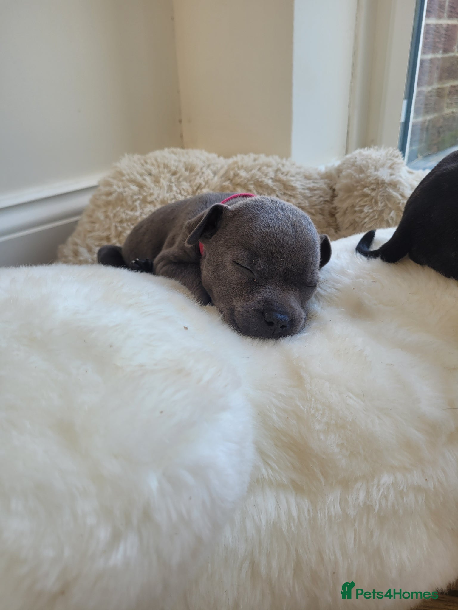 Mixed Breed dogs Staffie cross mastiff ( 3 left ) - Advert 14