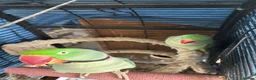 Parrots birds for sale: Alexandrine breeding pair in Birmingham - Advert 3