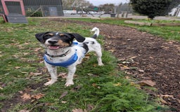 Patterdale Terrier dogs for adoption: Jack  - Image 2