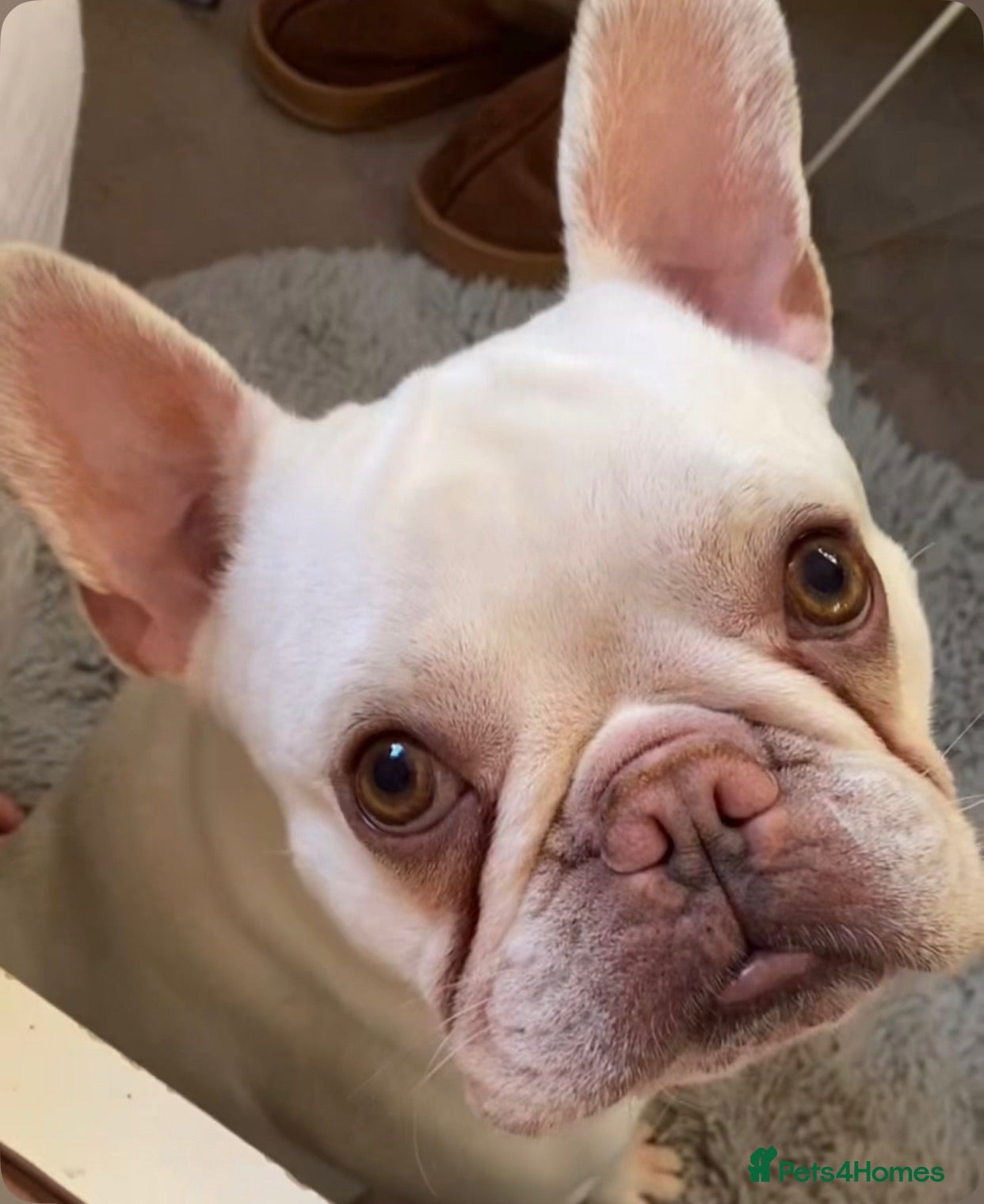 French Bulldog dogs French bulldog for stud  - Advert 1