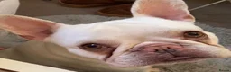 French Bulldog dogs for stud: French bulldog for stud  in Durham - Advert 1
