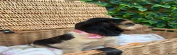 Cocker Spaniel dogs for sale: 1 boy Beautiful show type cocker puppy’s  - Advert 12