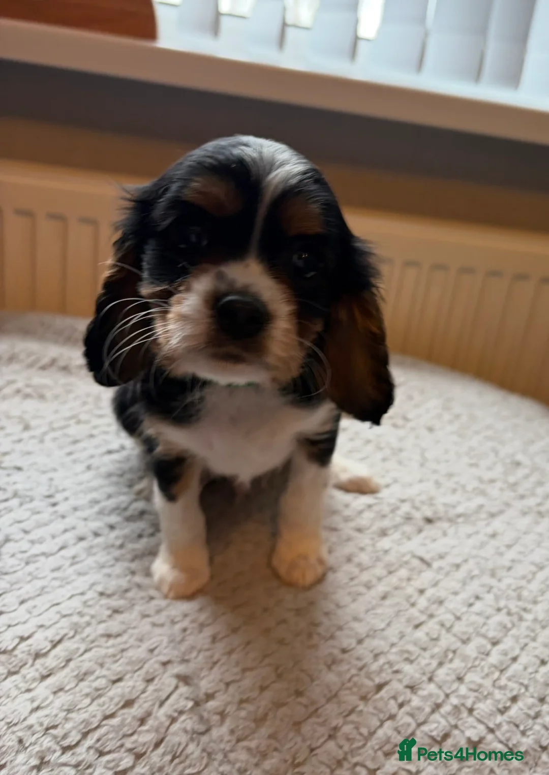 Cavalier King Charles Spaniel dogs for sale: Tri/ Blenheim Cavalier King Charles Puppies ready  - Advert 26