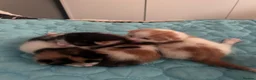 Mixed Breed cats for sale: 3 mix breed kittens  - Advert 2