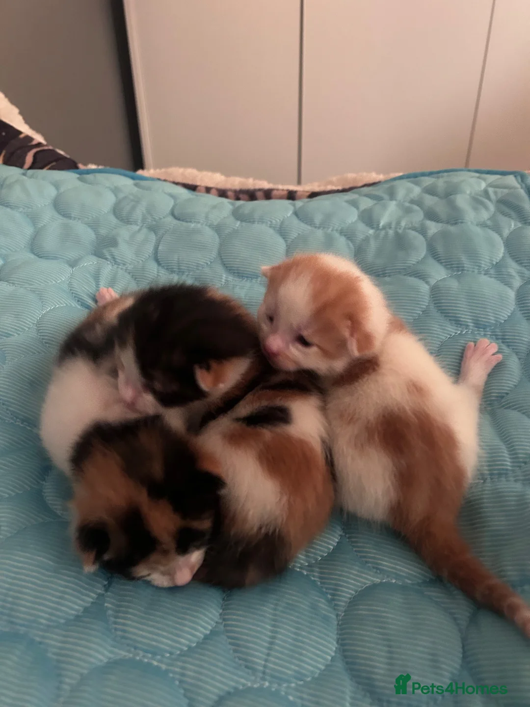Mixed Breed cats for sale: 3 mix breed kittens  - Advert 2