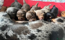 Miniature Dachshund dogs for sale: Kc reg mini dachshunds - Advert 5