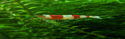 Shrimps fish for sale: Crystal Red Shrimp (Caridina cantonensis) - Advert 2