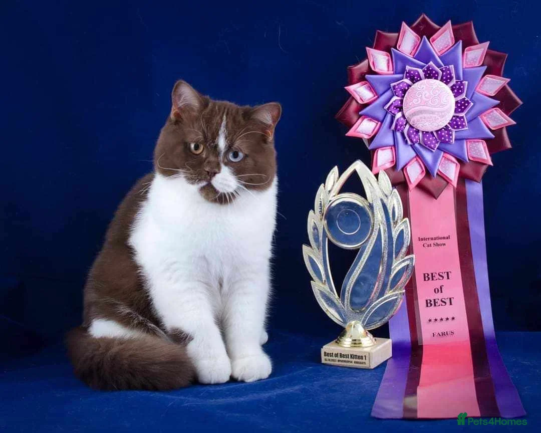 British Shorthair cats for stud: 🏆💎 𝑺𝒖𝒑𝒆𝒓 𝑰𝒎𝒑𝒐𝒓𝒕 𝑩𝑺𝑯 💎🏆 in Chigwell - Advert 2