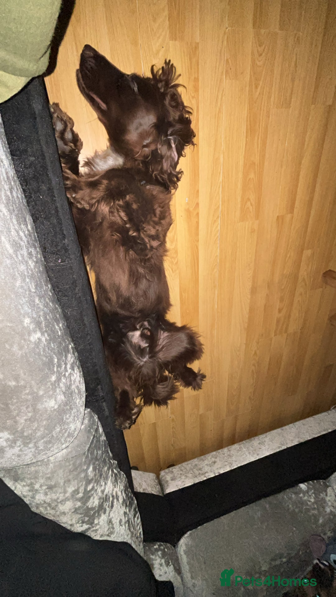 Cocker Spaniel dogs for sale: Lovely full of life male chocolate cocker spaniel. - Advert 7