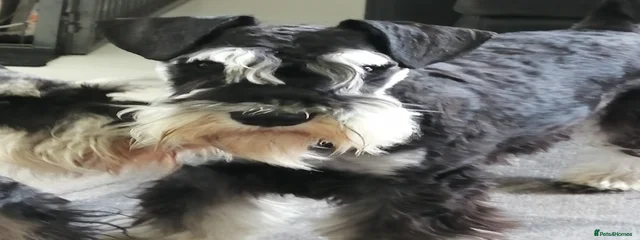 Dougie