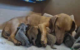 Miniature Dachshund dogs for sale: Beautiful miniature dachshunds for sale  - Image 11