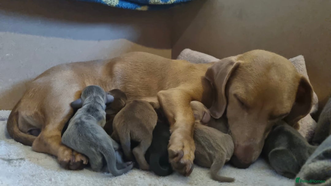 Miniature Dachshund dogs for sale: Beautiful miniature dachshunds for sale  - Image 11