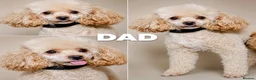 Maltipoo dogs for sale: Maltipoo Twin Boys Louis & Vuitton White & Apricot in Northolt - Advert 7
