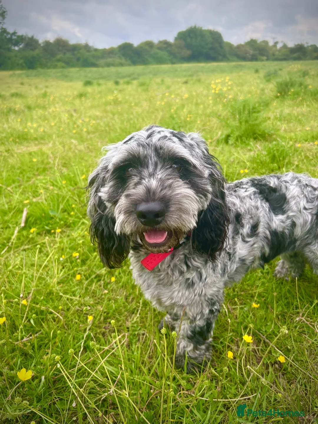 Cockapoo dogs for sale: Loving homes for F2 cockapoos  - Advert 1