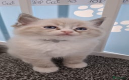 Ragdoll cats for sale: Beautiful Ragdolls 4 boys and 2 girls  - Image 10