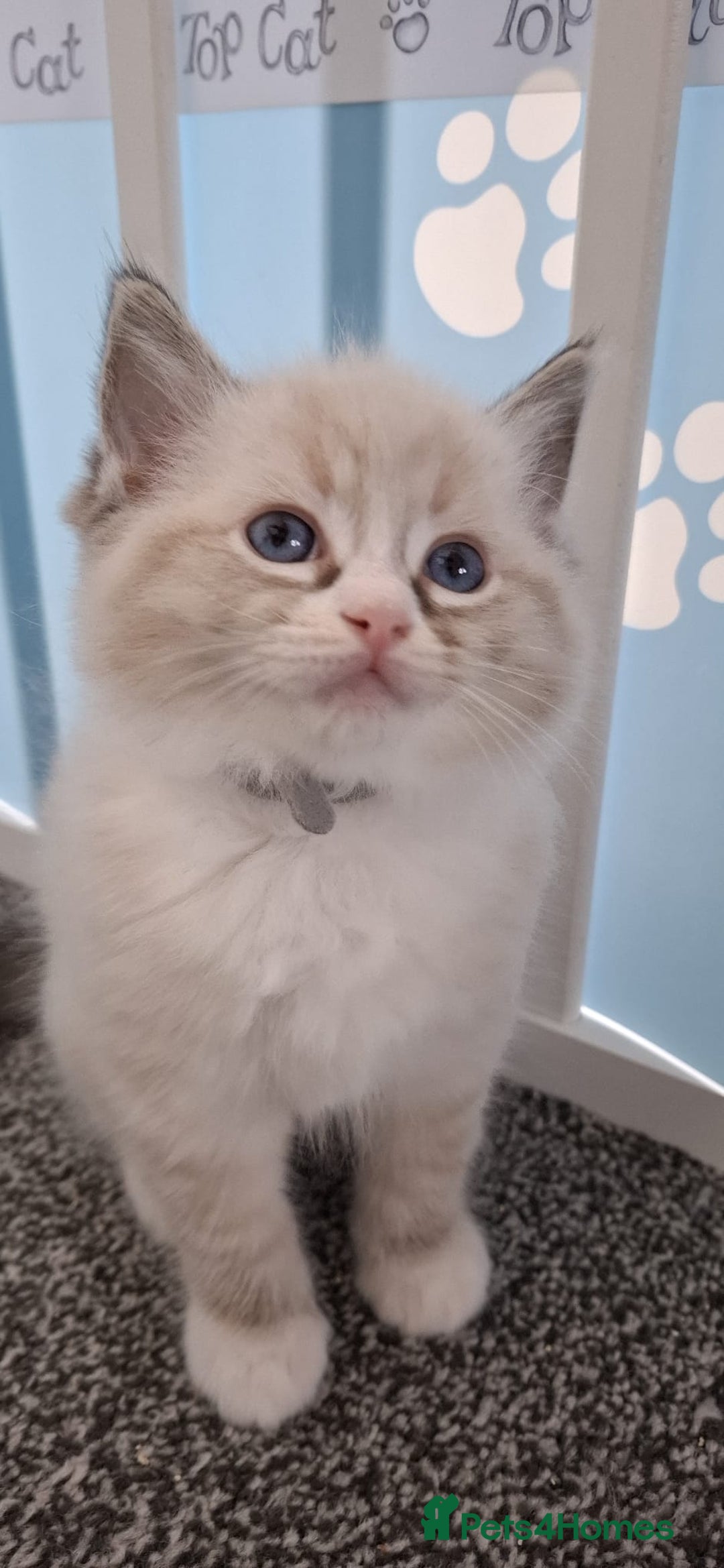 Ragdoll cats for sale: Beautiful Ragdolls 4 boys and 2 girls  - Image 10