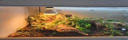 Leopard Gecko reptiles for sale: Leopard Gecko with 4ftx2ft Vivarium in Chatham - Advert 7