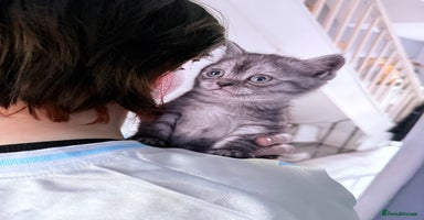 British Shorthair cats - Advert 1