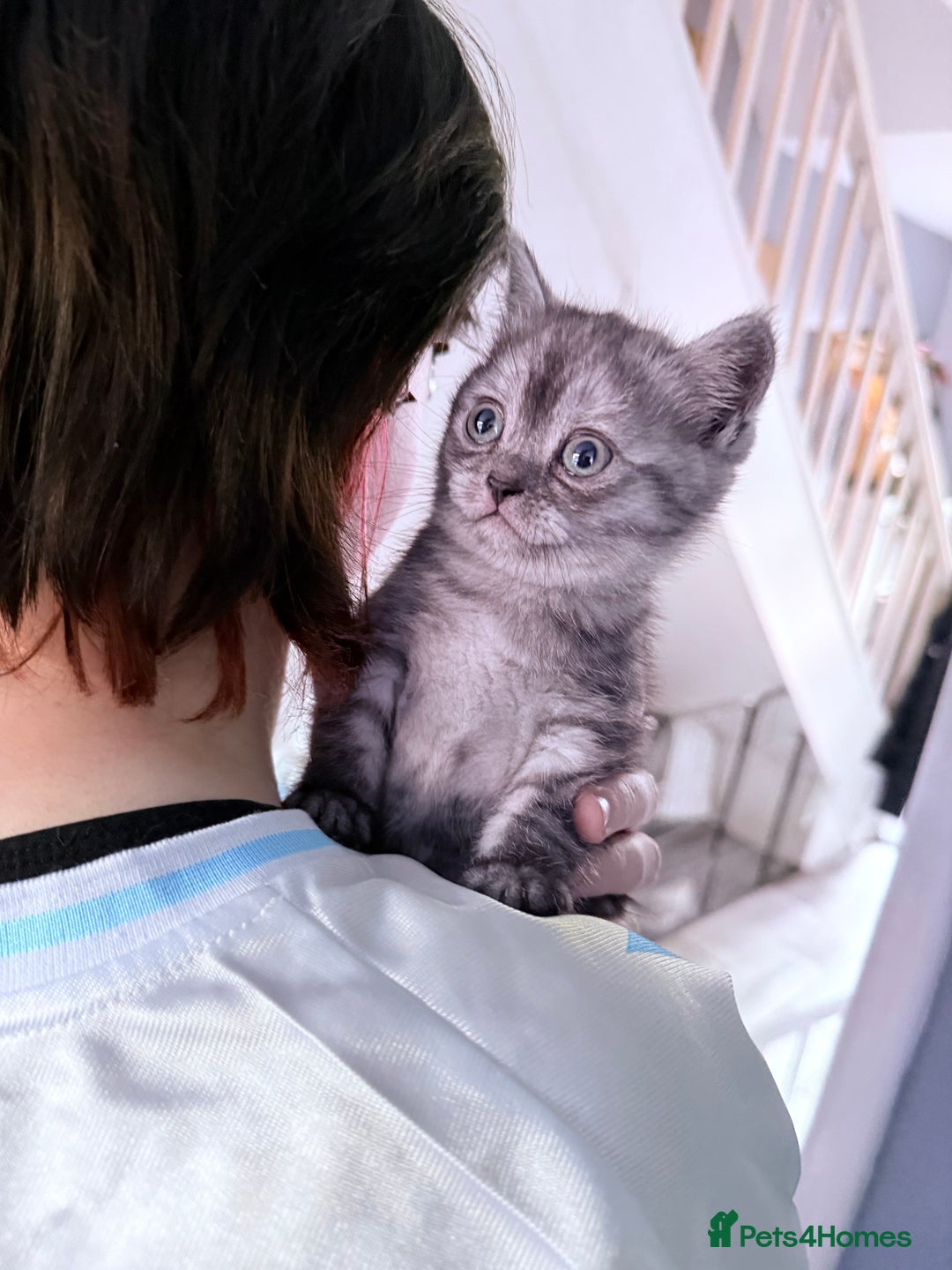 British Shorthair cats for sale: 1 Smokey female British shorthair *REDUCED* - Image 4