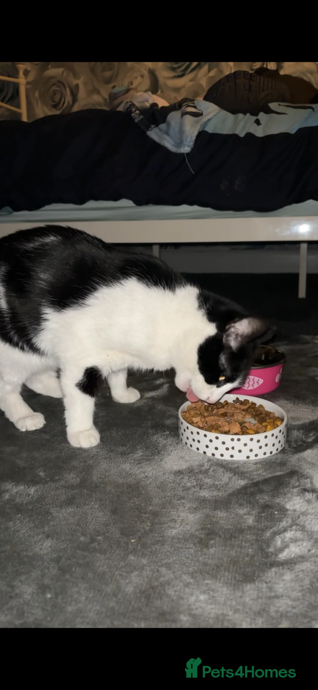 Mixed Breed cats for sale: 5 year old female  - Advert 4