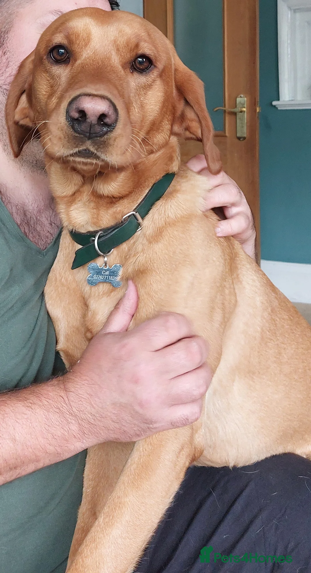 Labrador Retriever dogs for stud: Proven Stud - Dexter - Fox Red Lab - Advert 2