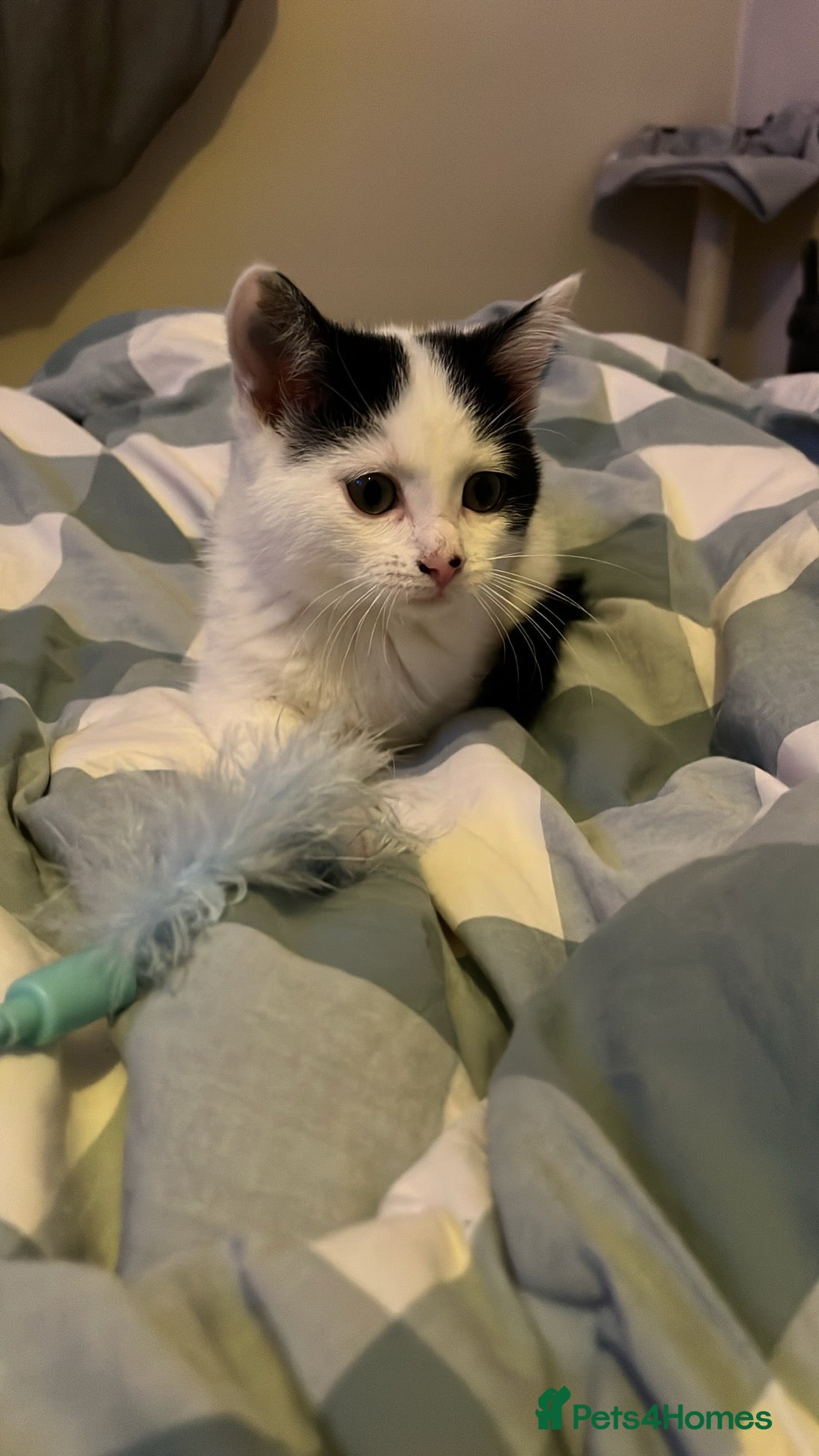 European cats for sale: Little kitten to go to a good home  - Image 1