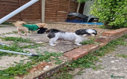 Shih Tzu dogs for sale: ✨ Beautiful Shih Tzu Puppies for Sale ✨ - Image 5