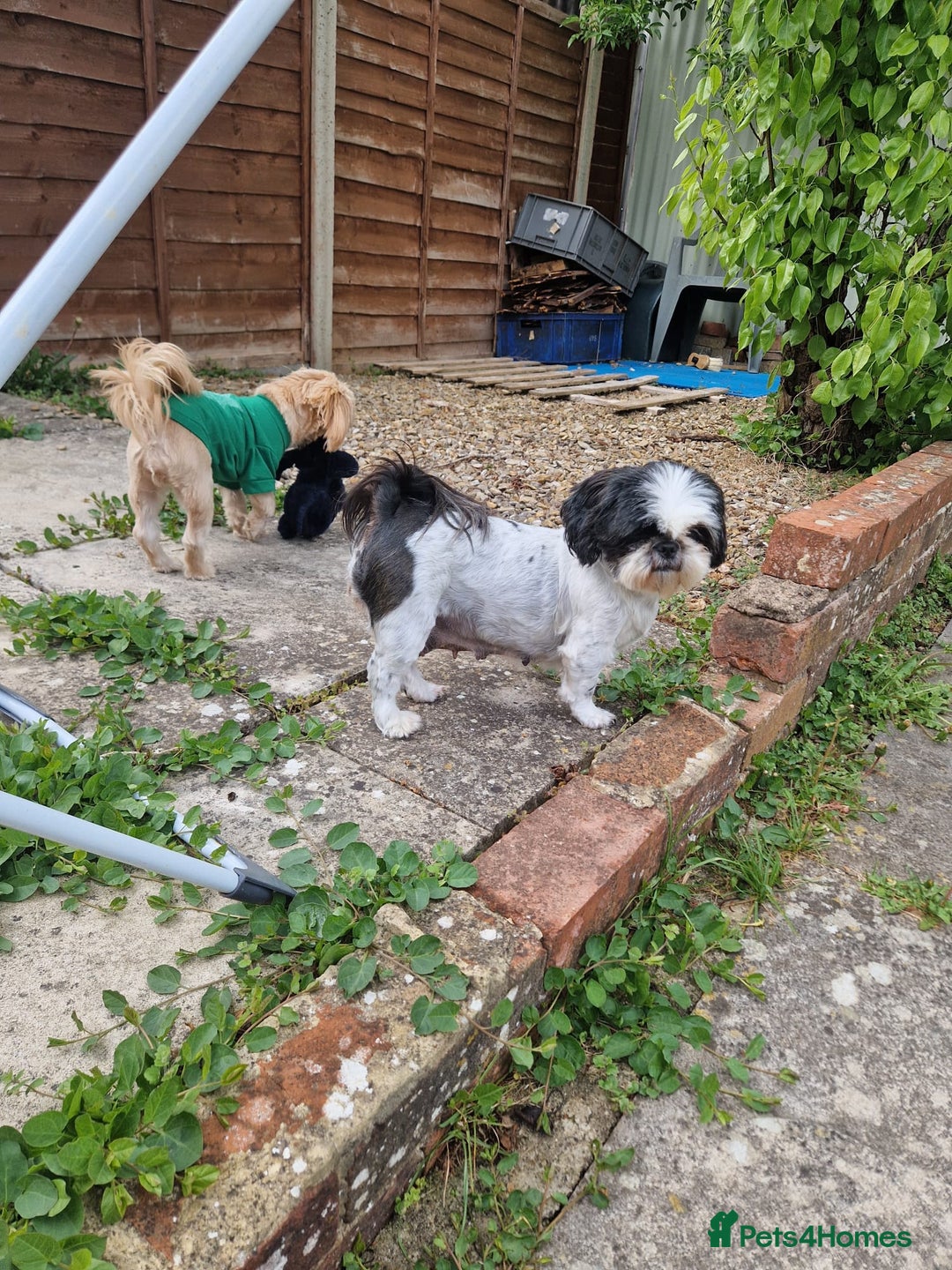 Shih Tzu dogs for sale: ✨ Beautiful Shih Tzu Puppies for Sale ✨ - Image 5