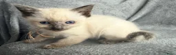 Ragdoll cats for sale: Beautiful ragdoll kittens ready now - Advert 8