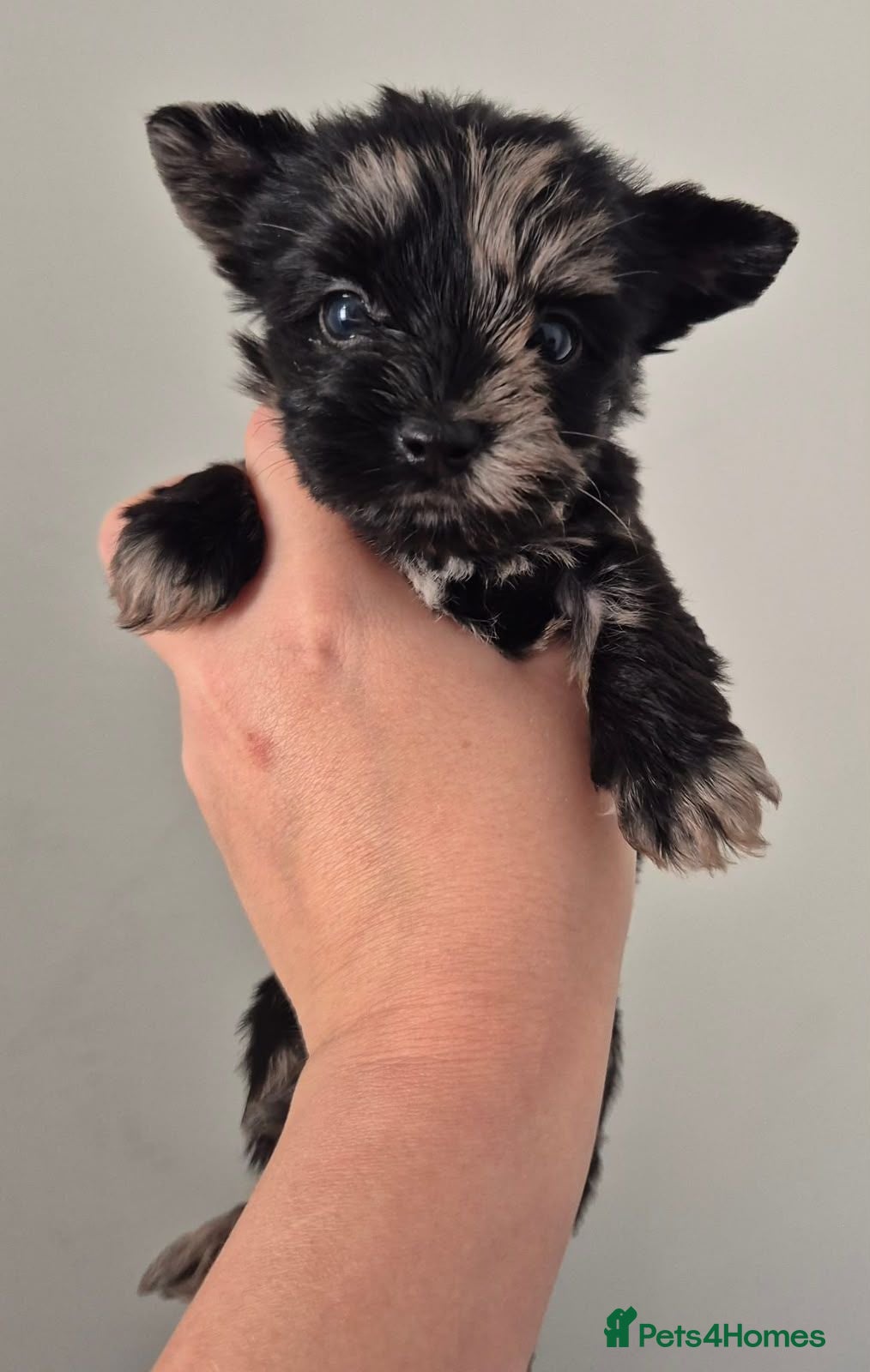 Yorkshire Terrier dogs Gorgeous Lilliputian Yorkies available  - Advert 2