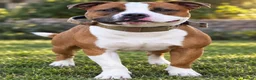 Staffordshire Bull Terrier dogs for stud: **STUD** AVAILABLE  - Advert 2