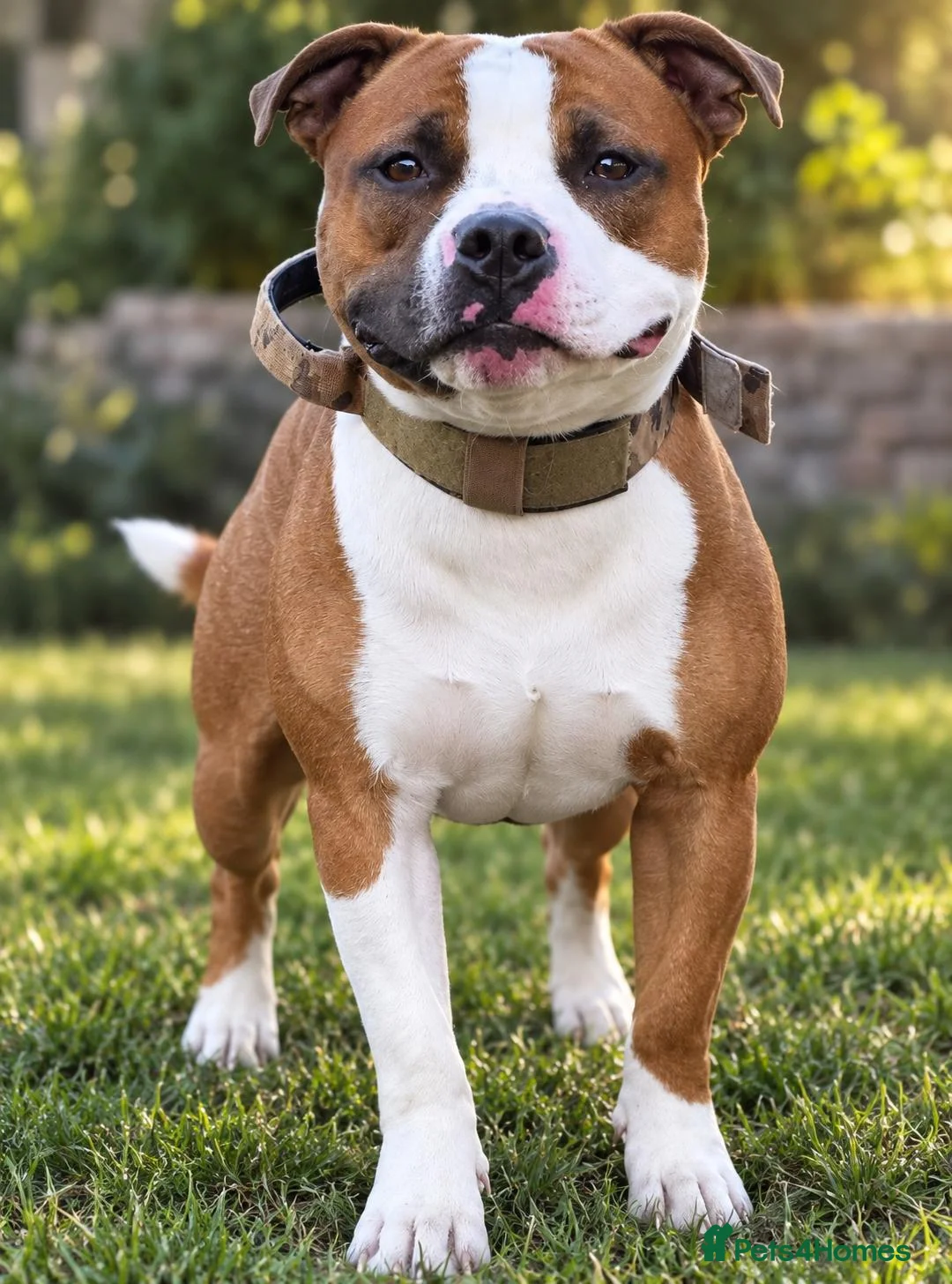 Staffordshire Bull Terrier dogs for stud: **STUD** AVAILABLE  - Advert 2