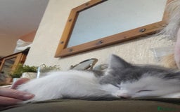 Siamese cats for sale: Bi colour blue and white kittens - Image 18