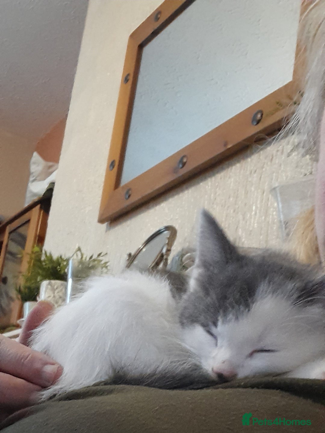 Siamese cats for sale: Bi colour blue and white kittens - Image 18