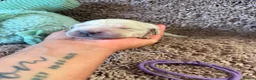 Golden Retriever dogs for sale: Golden Retriever Pups - Gorgeous  - Advert 9