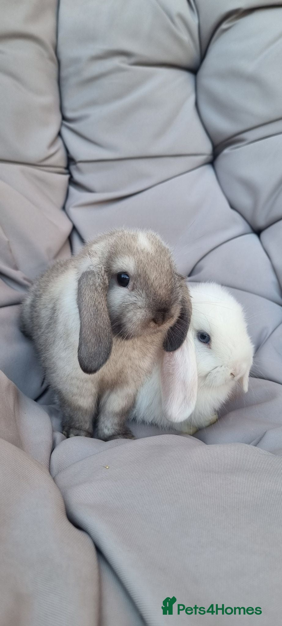 Mini Lop rabbits 2x Mini Lops - Advert 3