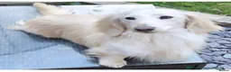 Miniature Dachshund dogs for sale: Blue + Tan Piebald Long Haired Miniature Dachshund - Advert 6
