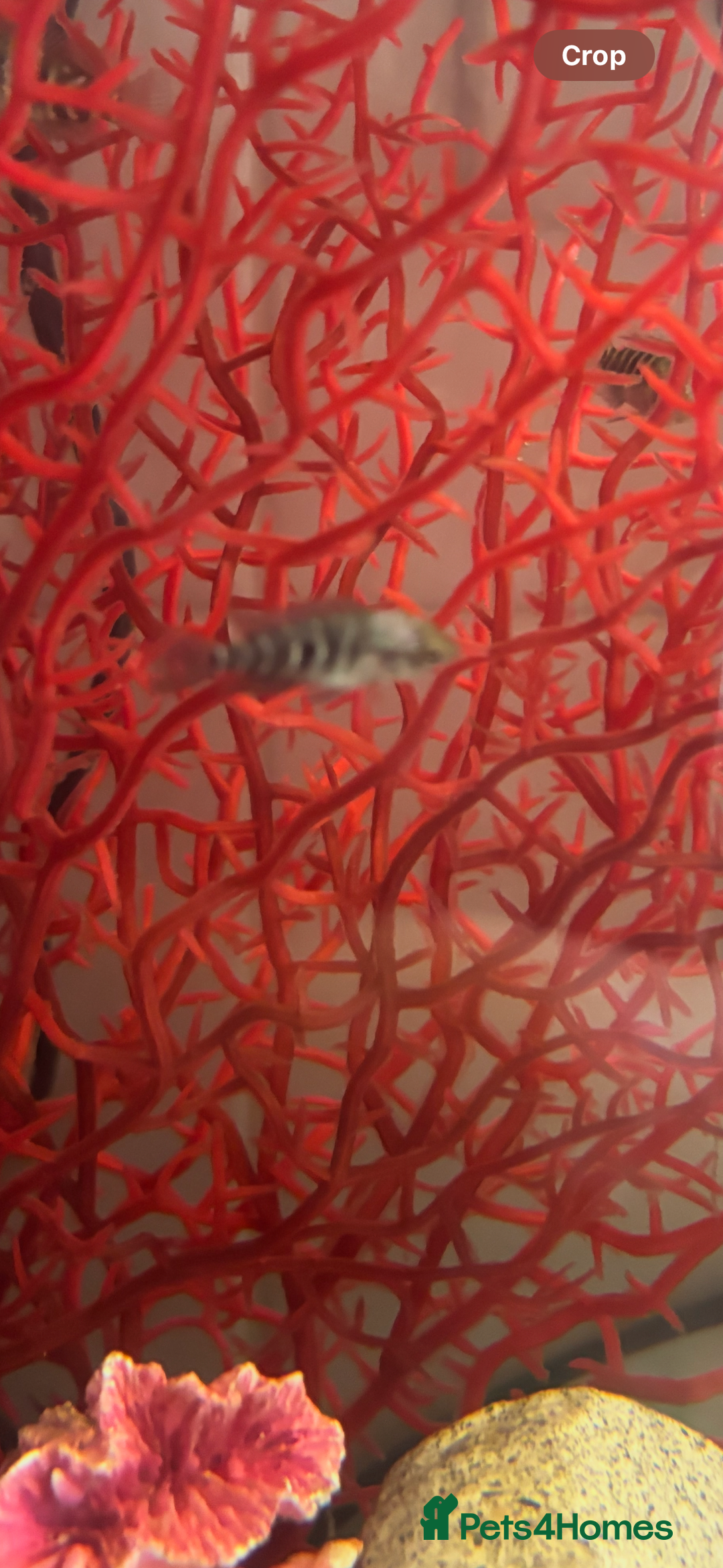 Cichlids fish for sale: Jaguar Cichlids (babies) - Image 2